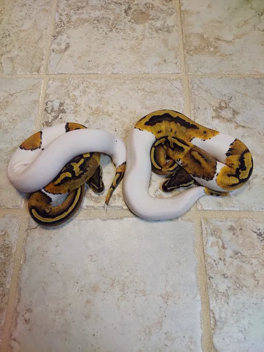 No limit reptiles Picture 4