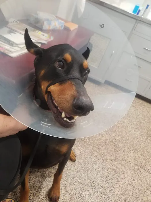 Huntington Beach Veterinary Hospital Picture 5