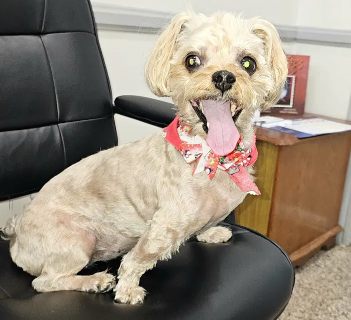 Huntington Beach Veterinary Hospital Picture 8