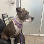 Huntington Beach Veterinary Hospital