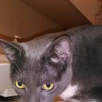 Huntington Pet Vet ico