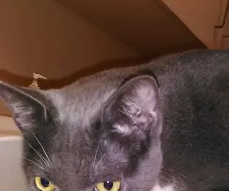 Huntington Pet Vet