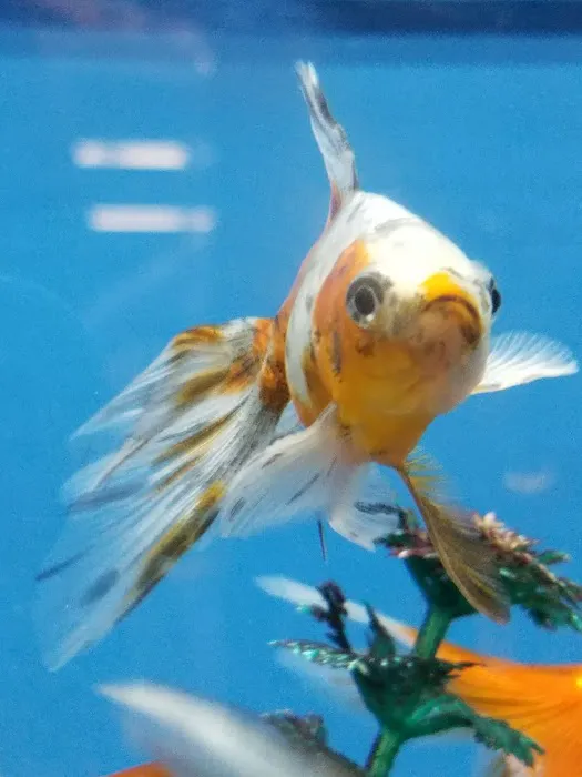 Petco Picture 9