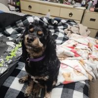 Petco ico