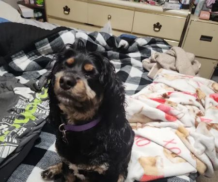 Petco