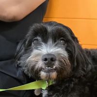 Banfield Pet Hospital ico