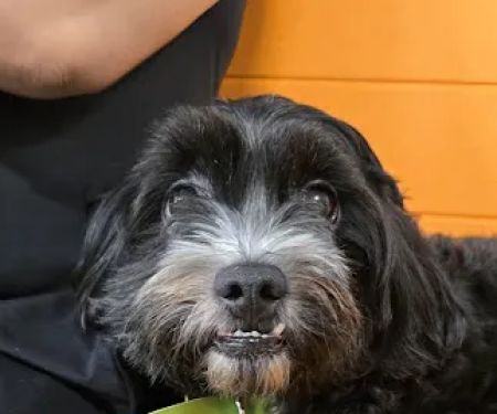 Banfield Pet Hospital