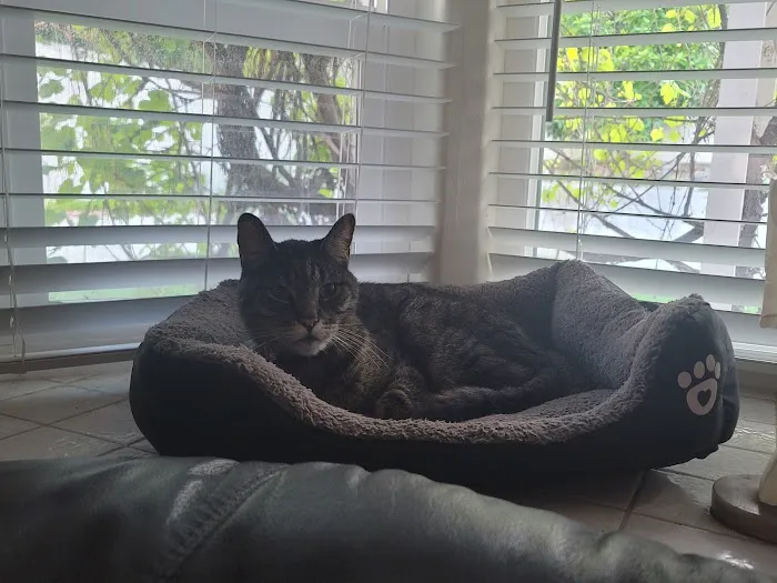 VCA Orange County Veterinary Specialists Picture 6