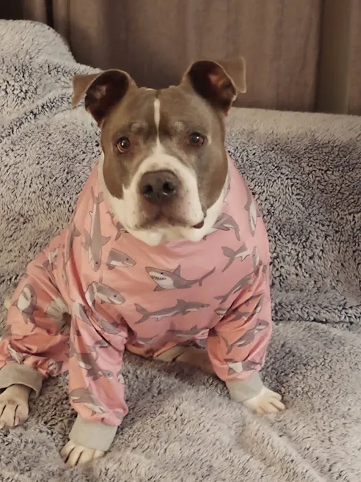 VCA Orange County Veterinary Specialists Picture 4