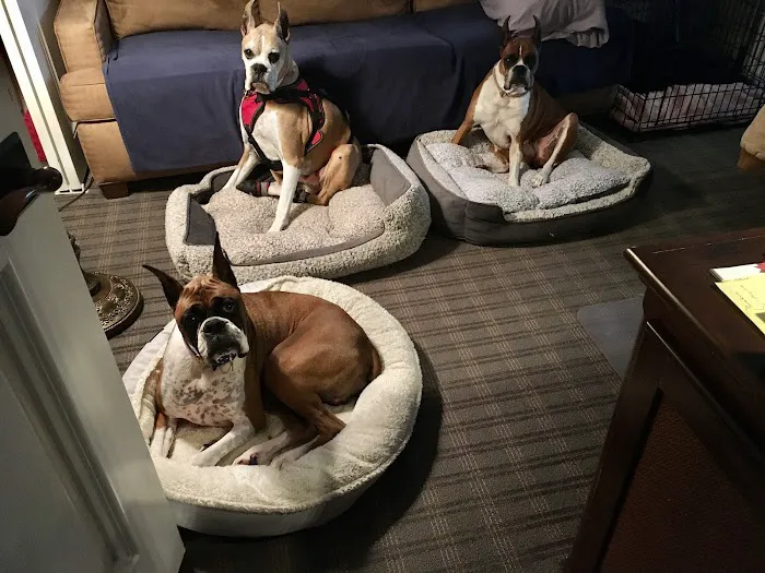 VCA Orange County Veterinary Specialists Picture 5