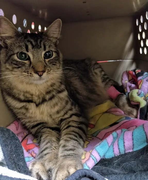 VCA Orange County Veterinary Specialists Picture 8