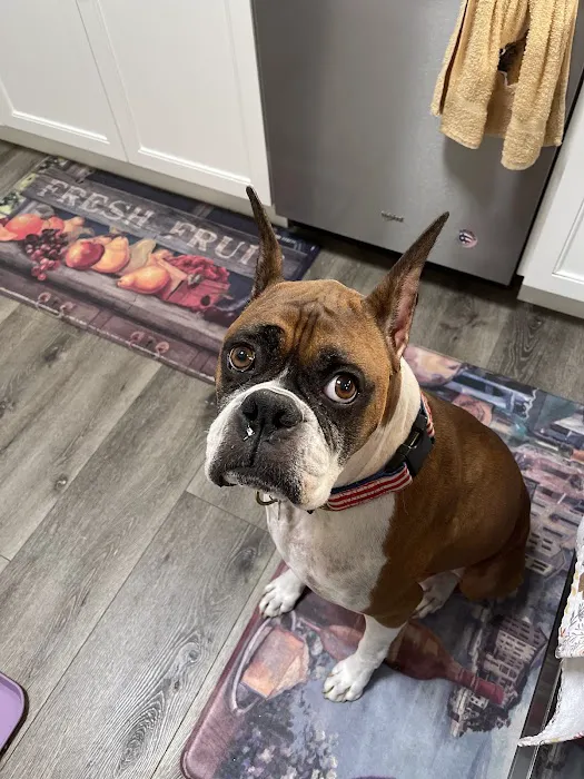 VCA Orange County Veterinary Specialists Picture 9