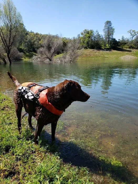 Southern Ca Equine-Canine Chiropractic: Block Rod DC Picture 1