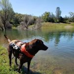 Southern Ca Equine-Canine Chiropractic: Block Rod DC