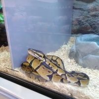 Petco ico