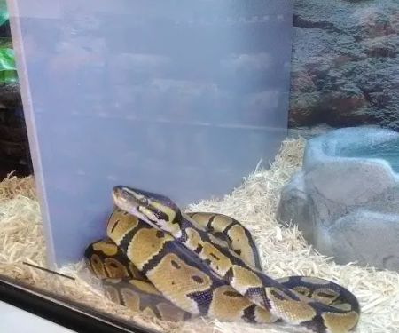 Petco