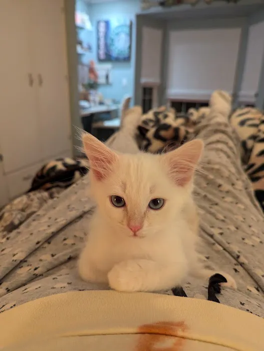 Camino Pet Hospital Picture 9