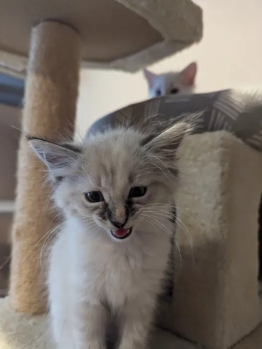 Camino Pet Hospital Picture 2