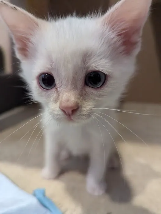 Camino Pet Hospital Picture 5