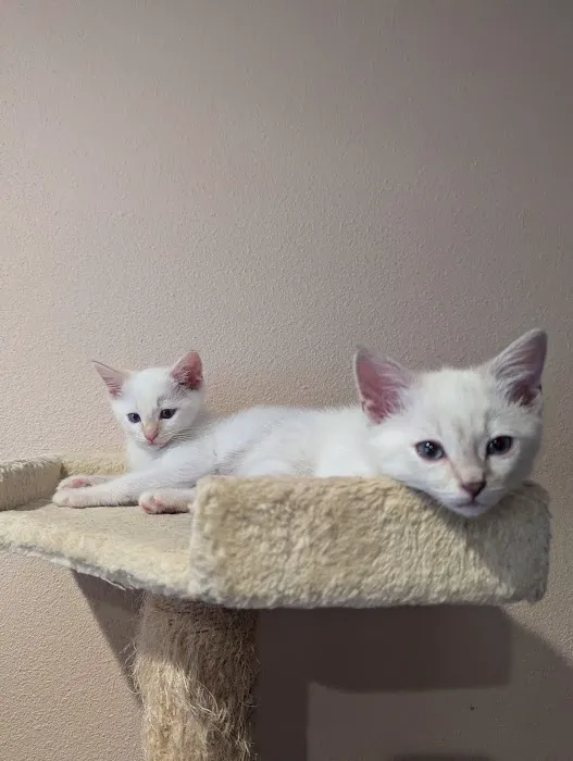 Camino Pet Hospital Picture 4