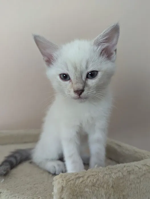 Camino Pet Hospital Picture 1