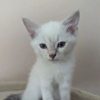 Camino Pet Hospital ico