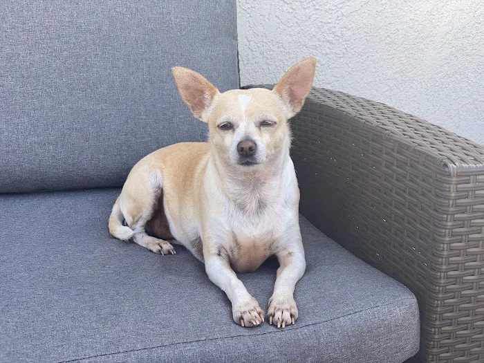 Camino Pet Hospital Picture 6