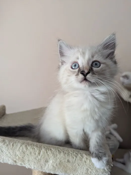 Camino Pet Hospital Picture 3