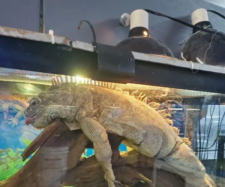 Value Pet Center