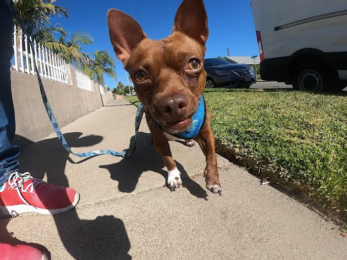 Irvine Great Park Animal Hospital Picture 8