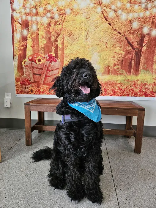 Irvine Valley Veterinary Hospital Picture 1