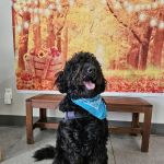 Irvine Valley Veterinary Hospital