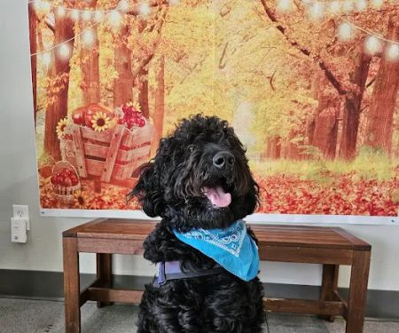 Irvine Valley Veterinary Hospital