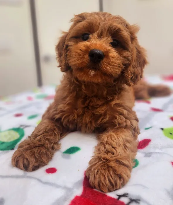 Irvine Valley Veterinary Hospital Picture 8