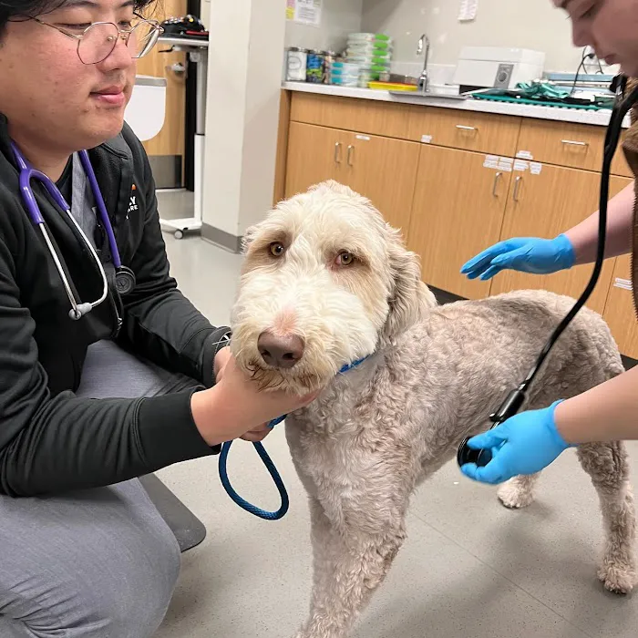 Irvine Valley Veterinary Hospital Picture 7