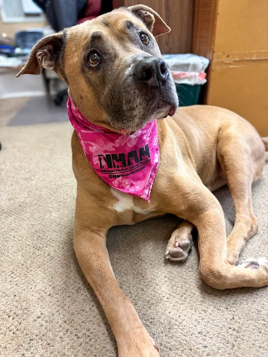 Newport Harbor Animal Hospital Picture 4