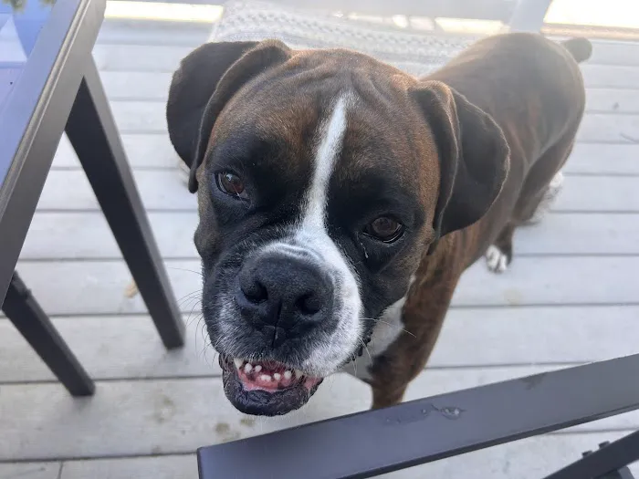 Pet Wants South Jersey Picture 6