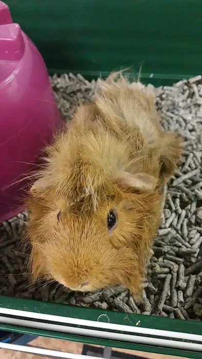 Gail's Pets Picture 2