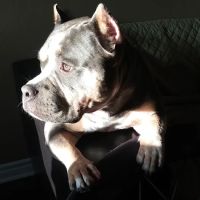 Banfield Pet Hospital ico