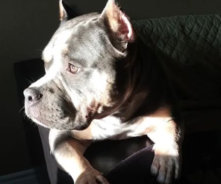Banfield Pet Hospital