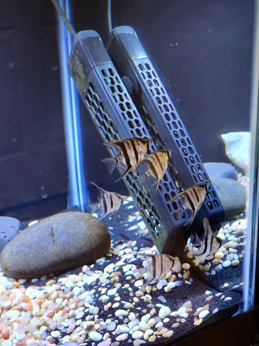 Amazonia Tropical Fish Picture 3