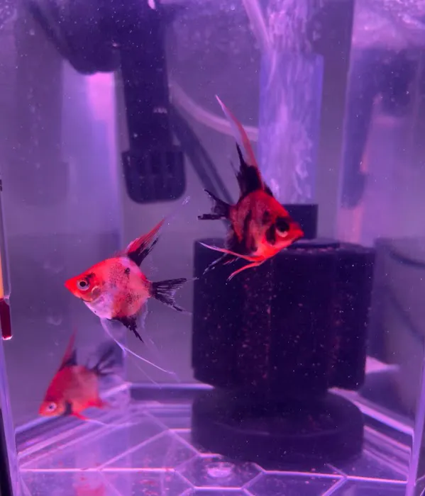 Amazonia Tropical Fish Picture 8