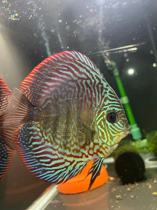 Amazonia Tropical Fish Picture 9