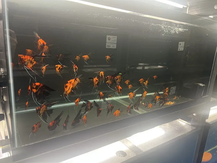 Amazonia Tropical Fish Picture 2
