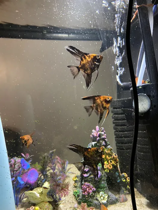 Amazonia Tropical Fish Picture 4