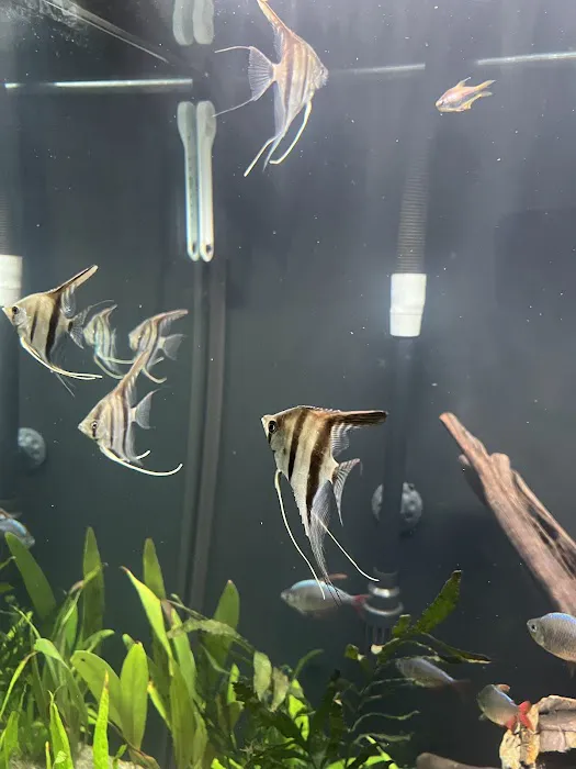 Amazonia Tropical Fish Picture 6