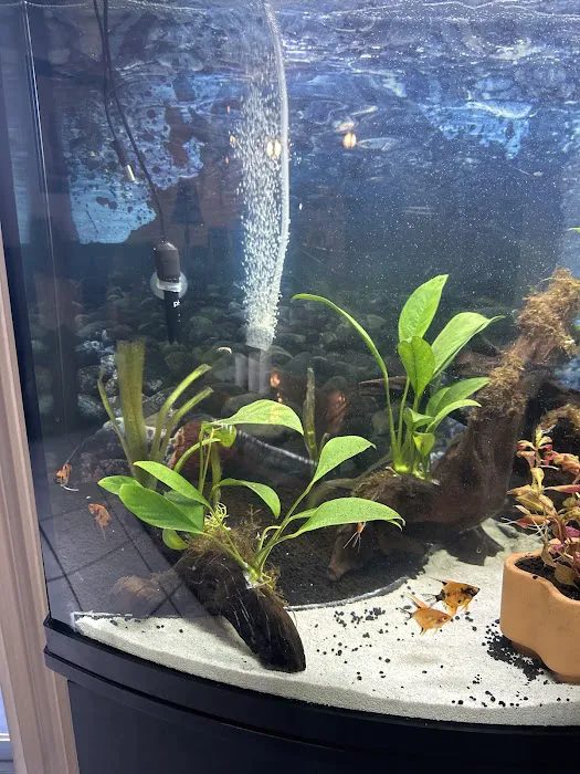 Amazonia Tropical Fish Picture 7