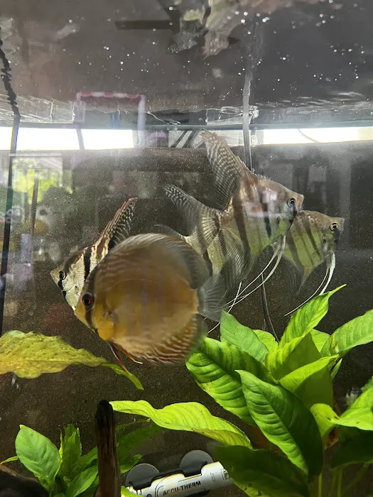 Amazonia Tropical Fish Picture 1
