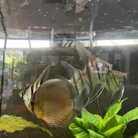 Amazonia Tropical Fish ico