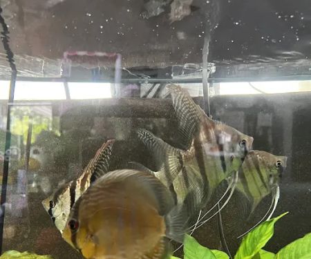 Amazonia Tropical Fish